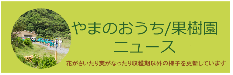 すみれ幼稚園